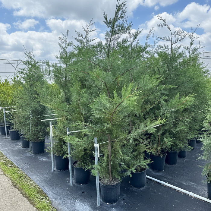 Murray Leyland Cypress, Cupressocyparis Leylandii