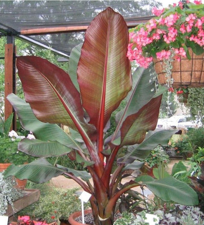 Ensete Maurelii (Red Banana) plant displaying large red and green leaves