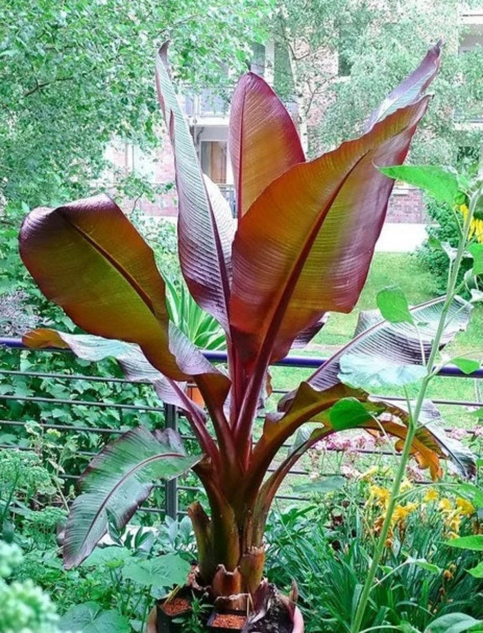 A potted Musa Essente (Red Banana plant)