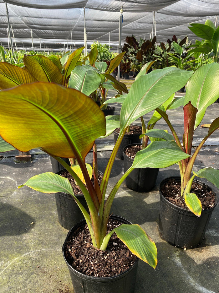Potted Red Abyssinian Banana plants in an outdoor nursery.