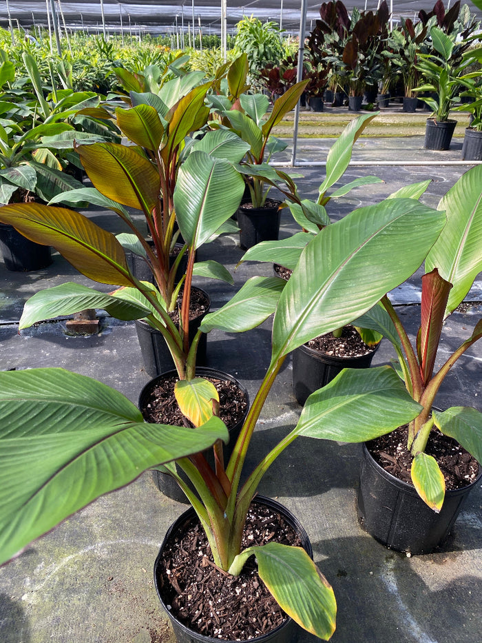 Potted Red Abyssinian Banana plants in an outdoor nursery