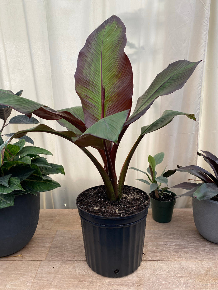 Potted Musa Ensete Maurelii (Red Abyssinian) plant with bold red and green leaves.