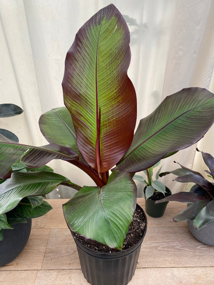 Potted Musa Ensete Maurelii (Red Abyssinian) plant with bold red and green leaves