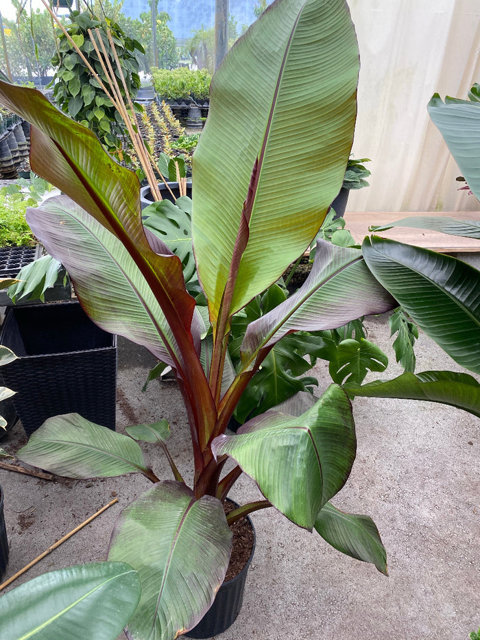 A potted Red Abyssinian Banana plant featuring large, paddle-shaped green leaves with striking dark red midribs and stems, situated in a nursery setting.