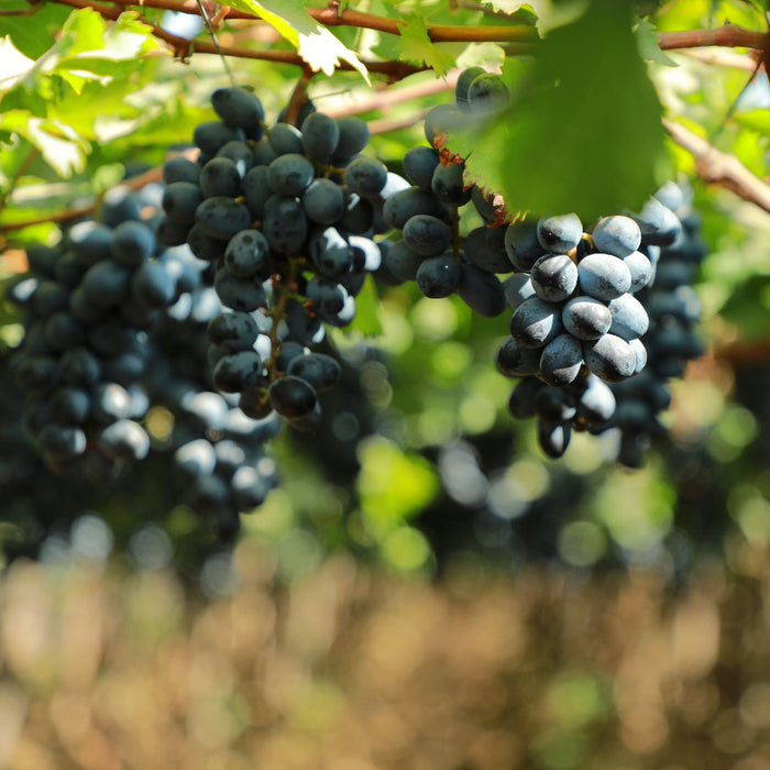 A close-up view of clusters of ripe, dark purple grapes hanging on a vine with bright green leaves, set against a softly blurred natural background.