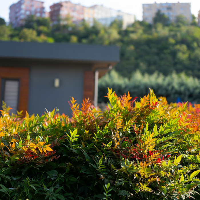 Nandina Heavenly Bamboo