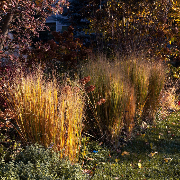 New Zealand Orange Sedge Grass Garden scene with tall grasses and autumn foliage