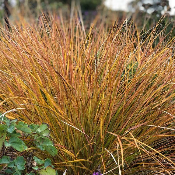 New Zealand Orange Sedge Grass Garden scene with tall grasses and autumn foliage
