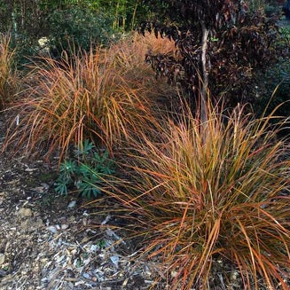 New Zealand Orange Sedge Grass Garden scene with tall grasses and autumn foliage
