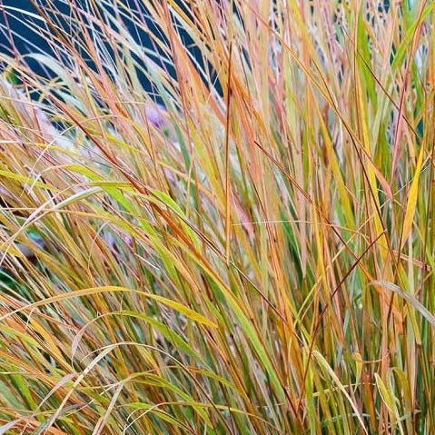 New Zealand Orange Sedge Grass Garden scene with tall grasses and autumn foliage