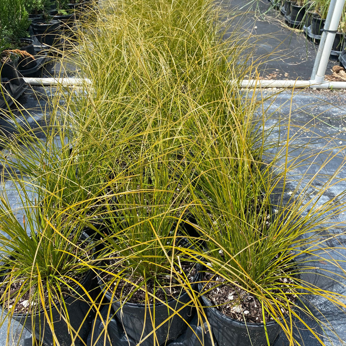 New Zealand Orange Sedge Grass Garden scene with tall grasses and autumn foliage