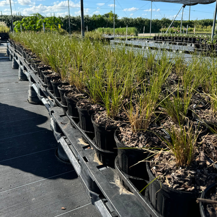 New Zealand Orange Sedge Grass in 6in  in trays in rows