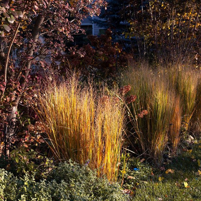 New Zealand wind grass Garden scene with tall grasses and autumn foliage