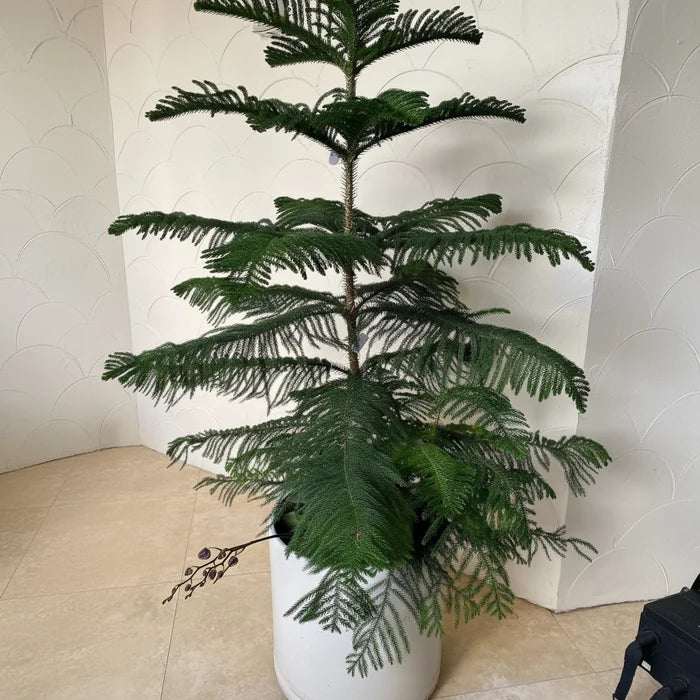 Potted Norfolk Island pine plant against a neutral wall.