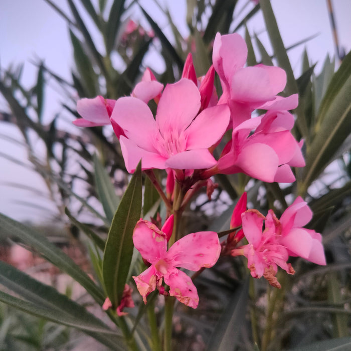 Oleander Pink flowers with green leaves on a blurred natural background