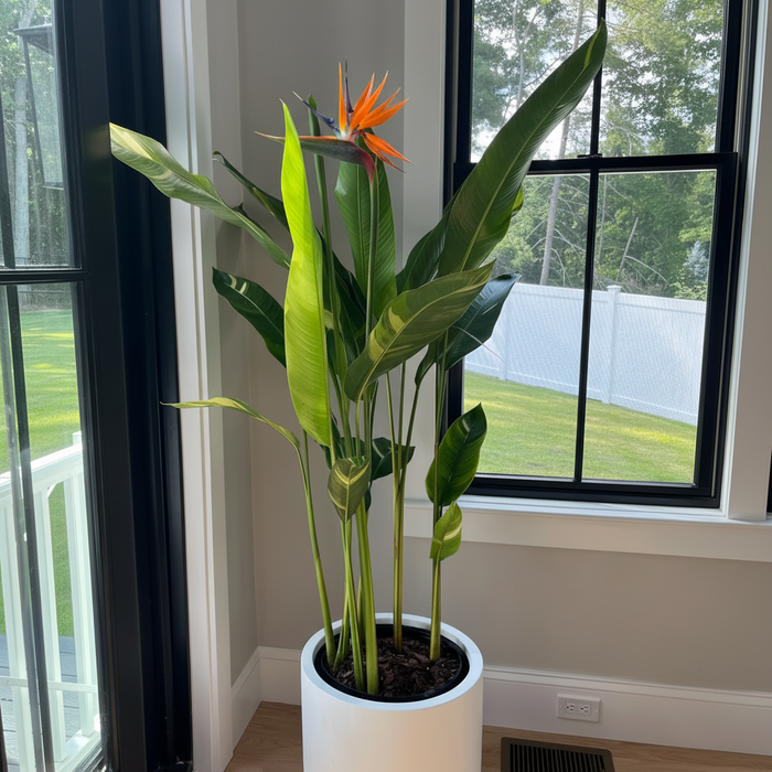 False Variegated Bird of Paradise Tree
inside living room