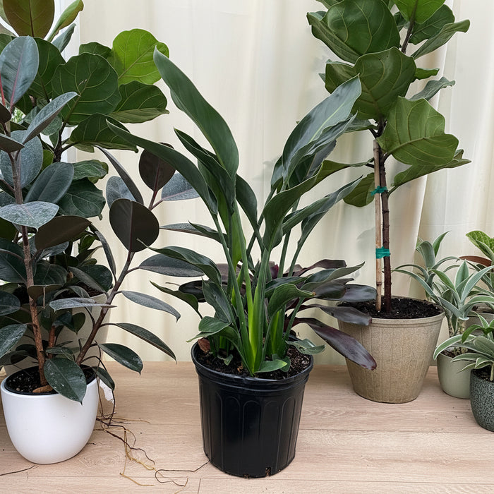Orange Bird of Paradise, Strelitzia Reginae in 2 gallon container with tall upright stems and lush green leaves, ideal for bright indoor spaces and tropical outdoor landscapes.
