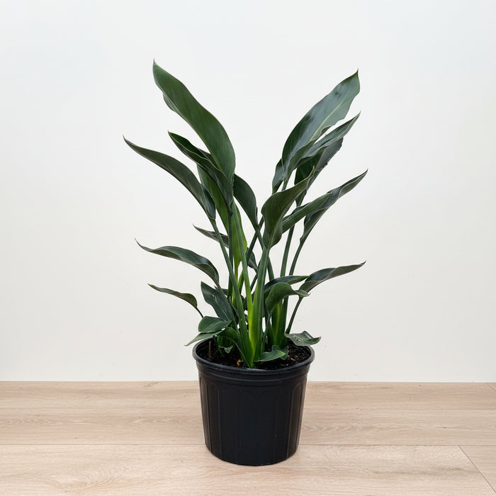 Orange Bird of Paradise, Strelitzia Reginae in grower pot with tall upright stems and lush green paddle-shaped leaves, ideal for bright indoor spaces and tropical outdoor landscapes.