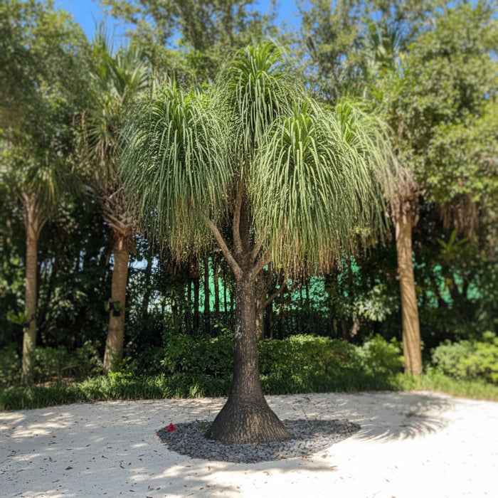 Large Mature Plantes in Garden Palm Ponytail Mexican Palm