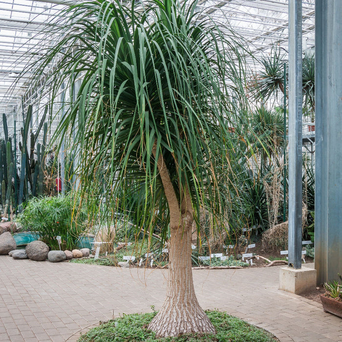 Large Mature Plantes in Garden Palm Ponytail Mexican Palm