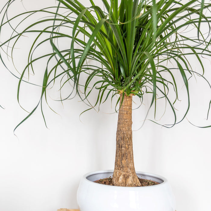 Ponytail palm plant with long green leaves in a white pot against a white background.