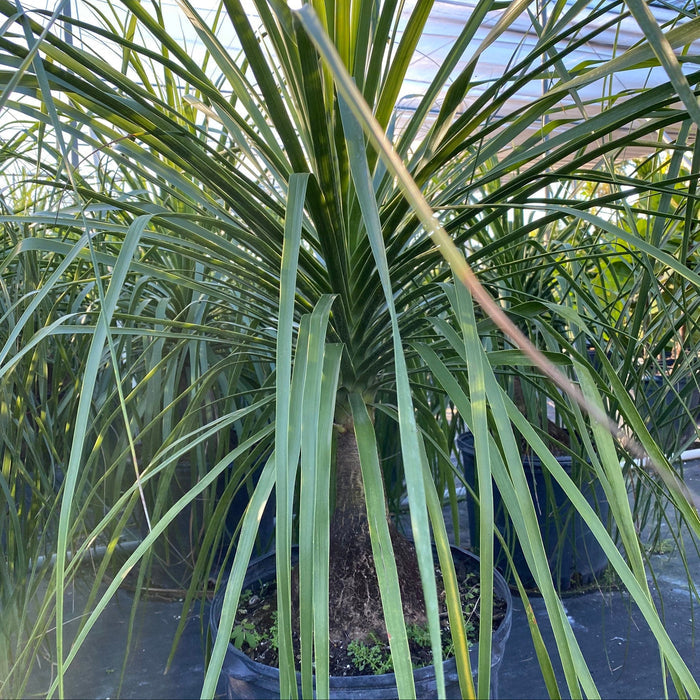 Ponytail palm plant with long green leaves in nursery pot 5gal