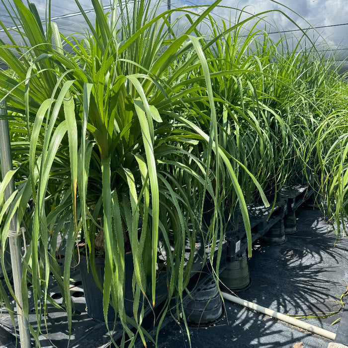 Ponytail palm plant with long green leaves in nursery pot 5gal