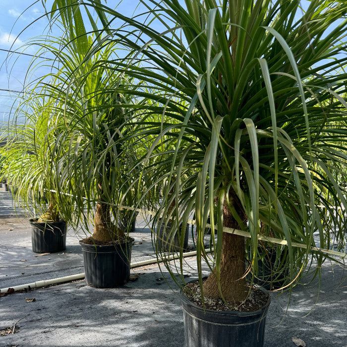 Large Ponytail palm plant with long green leaves in nursery pot 5gal