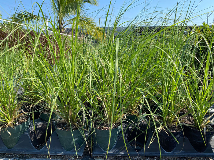 White Pampas Grass in multiple pots