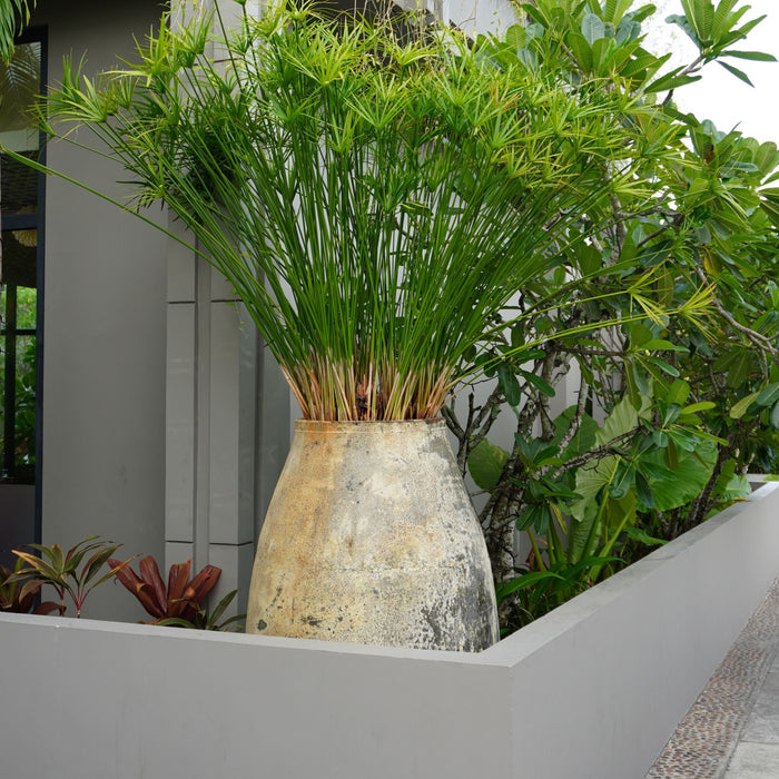 Large Mature Papyrus Cyperus, Giant Egyptian Papyrus Planted in Large Deco Pot