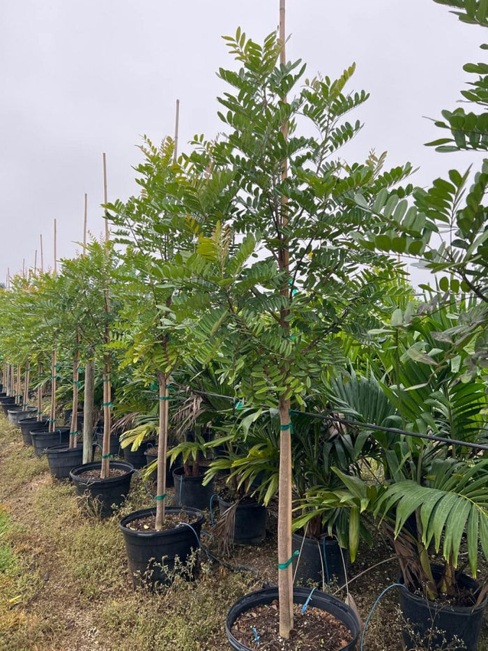 A long row of young Paradise Trees growing in black nursery pots within an outdoor nursery setting