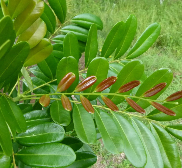 A close-up view of a Paradise Tree branch, featuring glossy green mature leaves that contrast beautifully with the striking reddish-bronze
