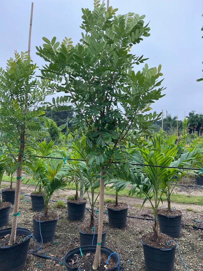A young Paradise Tree featuring a slender, staked trunk and green compound leaves, growing in a black nursery pot