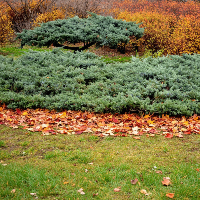 A low-growing, spreading Parson's Juniper featuring dense, silvery-green foliage, serving as ground cover in a landscape setting with green grass in the foreground