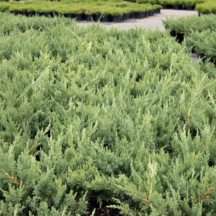 Parsonii Juniper Shrub close up of the shrubs