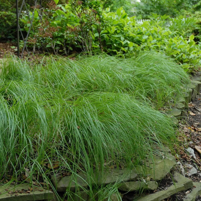 Pennsylvania Sedge, Carex Pensylvanica Grass Green grass growing on a stone wall with a natural background