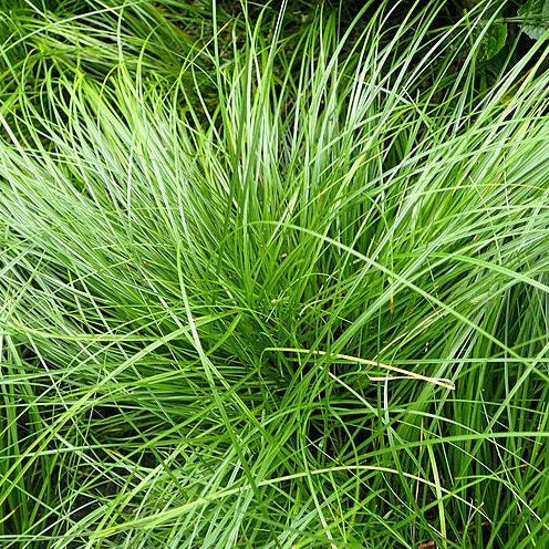 Pennsylvania Sedge, Carex Pensylvanica Grass Green grass growing on a stone wall with a natural background