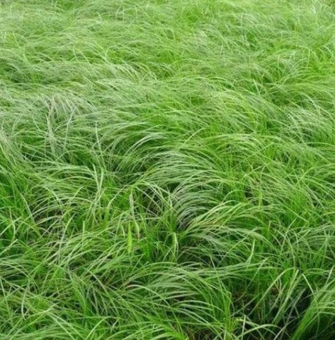 Pennsylvania Sedge, Carex Pensylvanica Grass Green grass