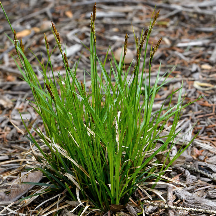 Pennsylvania Sedge, Carex Pensylvanica Grass Green grass