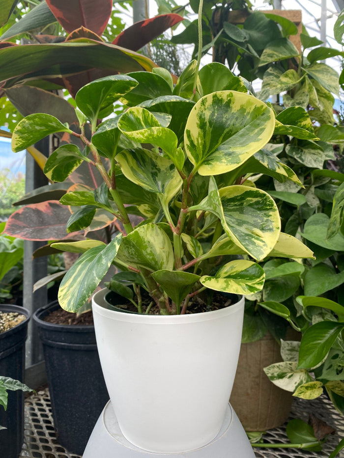 A potted Peperomia Marble featuring glossy, round green leaves