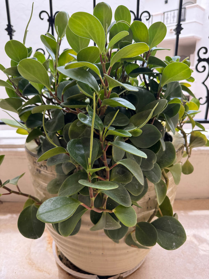A vibrant Peperomia Raindrop plant featuring smooth, glossy, teardrop-shaped green leaves, growing in a textured white pot
