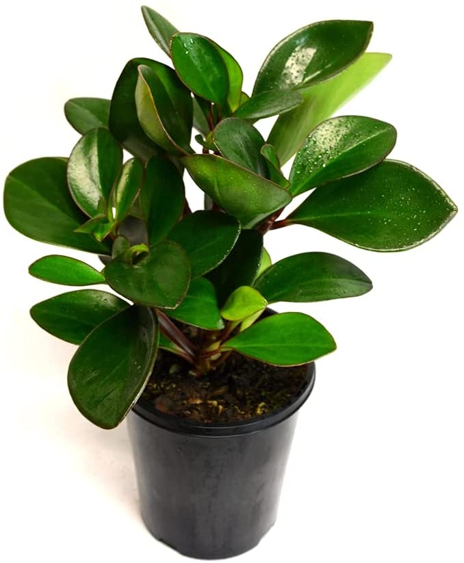 Peperomia Raindrop, Coin Leaf, Baby Rubber Plant in black pot with white back ground close up