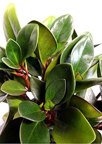 Peperomia Raindrop, Coin Leaf, Baby Rubber Plant up close of leaves