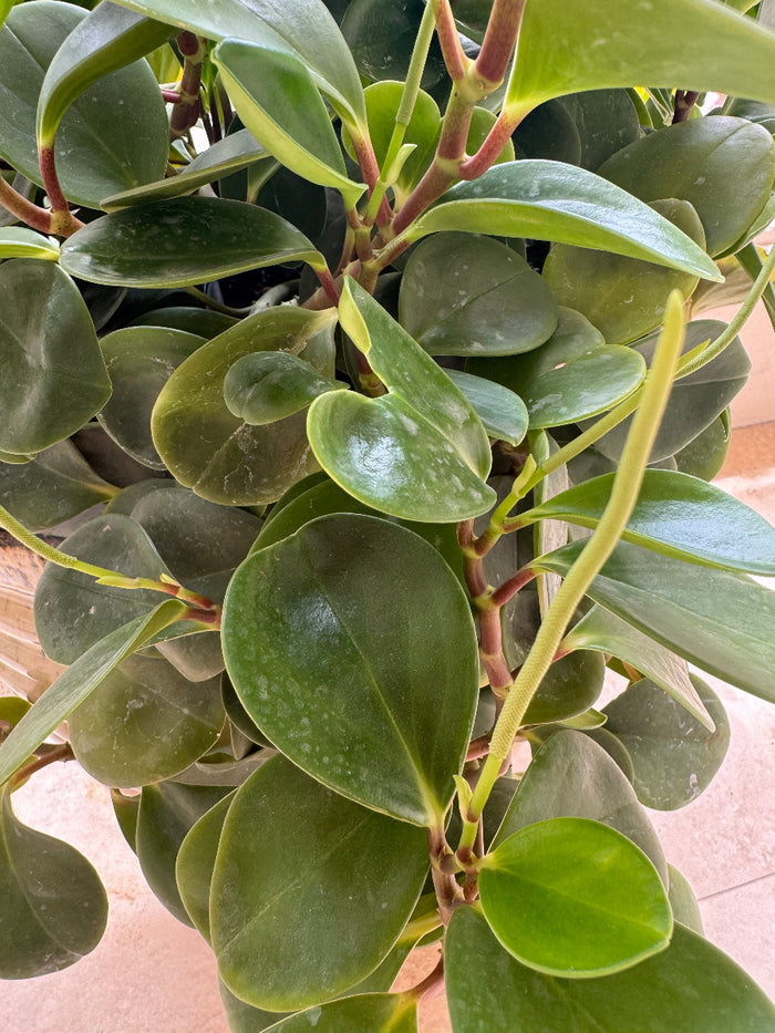 A close-up view of a lush Peperomia plant featuring thick, glossy, teardrop-shaped green leaves and reddish stem