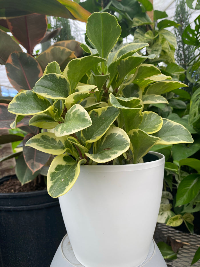 Peperomia Variegated in 6in Deco Pot, Live Indoor Plant, 12-14in Overall Height leaves in a white pot