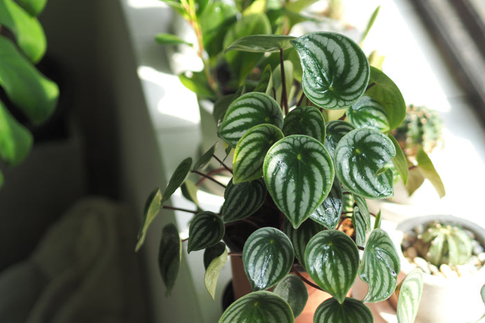 Potted Watermelon Peperomia houseplant.