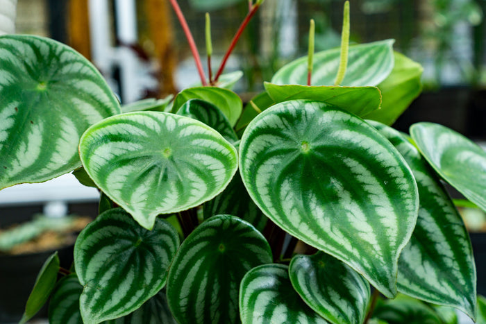 Close up of Watermelon Peperomia leaves.