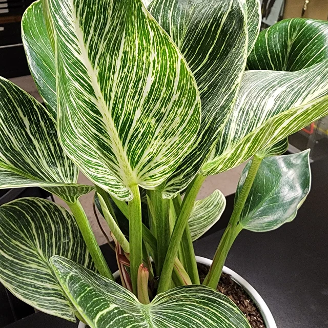 Philodendron Birkin, White Stripe Leaves in a white pot with glossy, dark green leaves and striking white stripe variegation displayed on a dark table