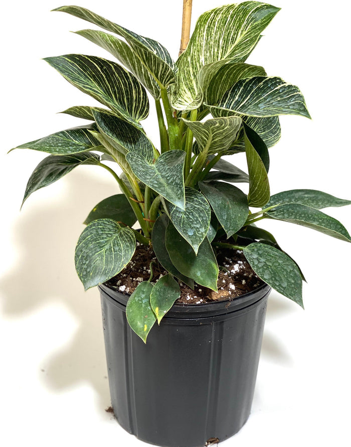 Philodendron Birkin, White Stripe Leaves in 2 gallon black pot