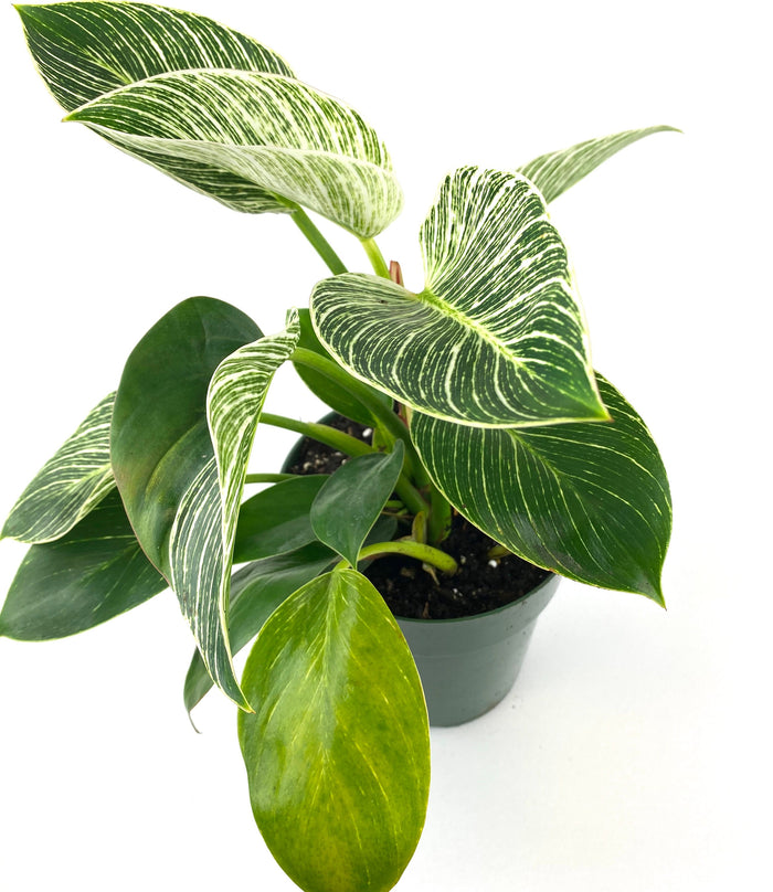 Philodendron Birkin, White Stripe Leaves in a 1 gallon grower pot with glossy, dark green leaves and striking white stripe variegation displayed against a white background